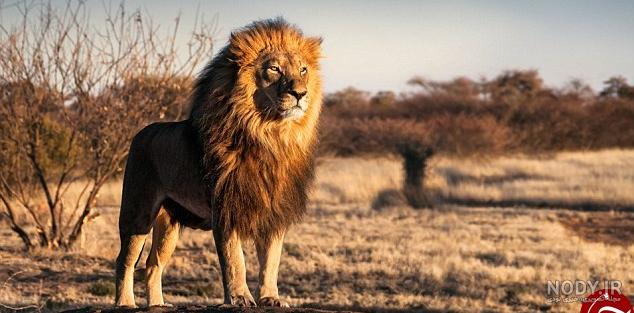 عکس تصویر زمینه عکس تصویر زمینه