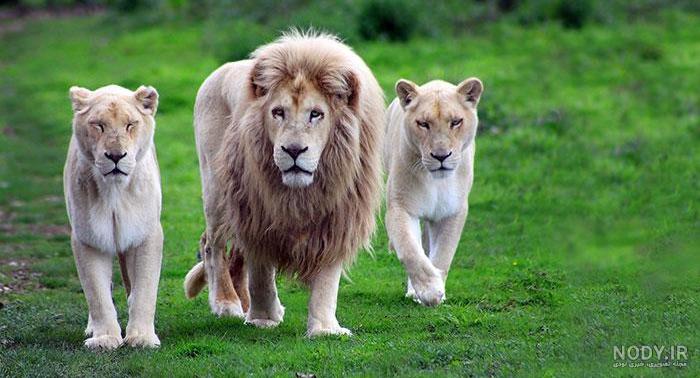 عکس حیوان شیر آبی عکس حیوان شیر آبی