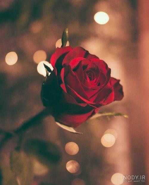 عکس دسته گل رز لاکچری عکس دسته گل رز لاکچری