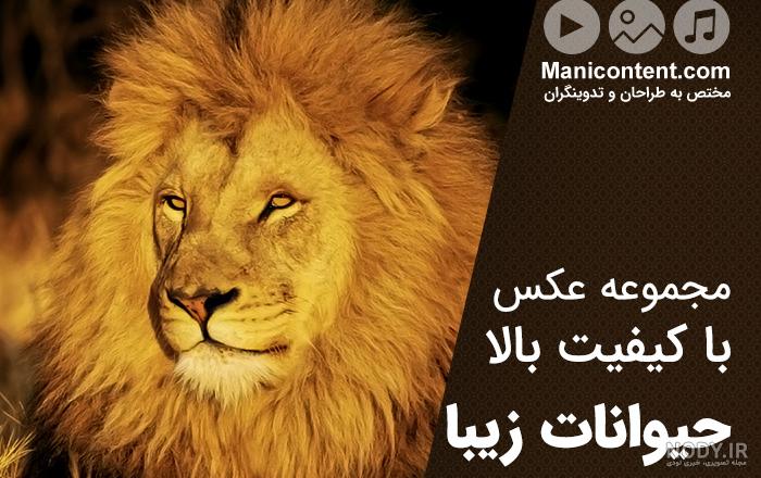 عکس سه شیر عکس سه شیر