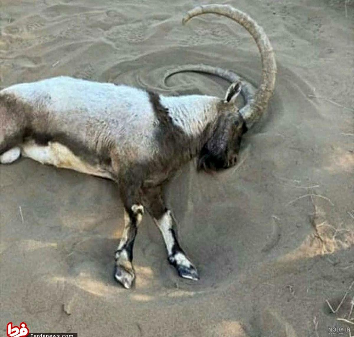 عکس شکارچیان آهو عکس شکارچیان آهو