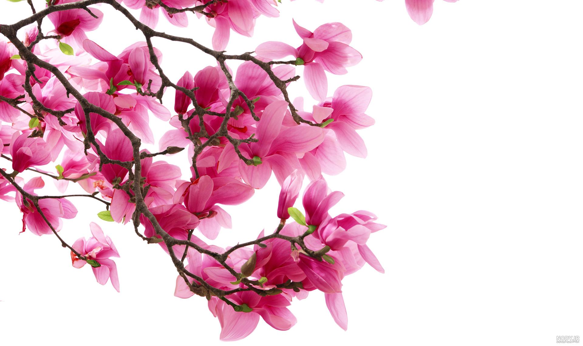 عکس شکوفه برای پروفایل عکس شکوفه برای پروفایل