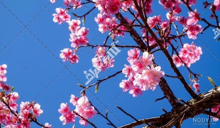 عکس شکوفه درخت سیب عکس شکوفه درخت سیب