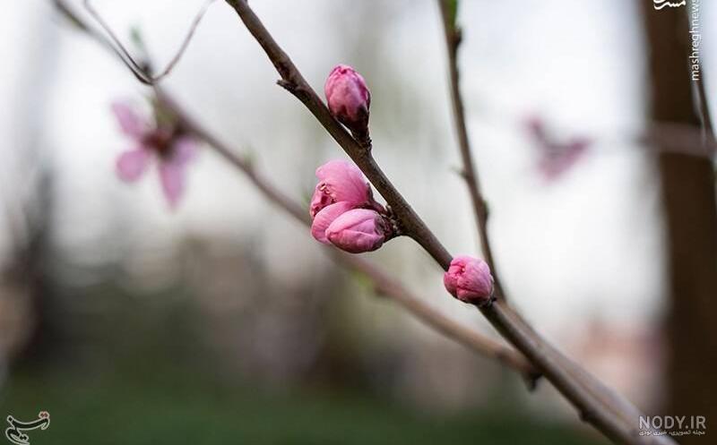 عکس شکوفه نوشته