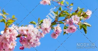 عکس شکوفه هلو عکس شکوفه هلو