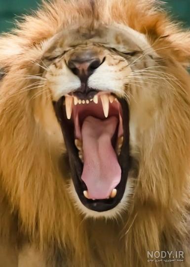 عکس شیر برای پروفایل با نوشته عکس شیر برای پروفایل با نوشته