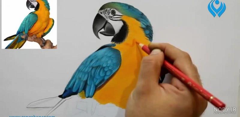 عکس طوطی خارجی عکس طوطی خارجی