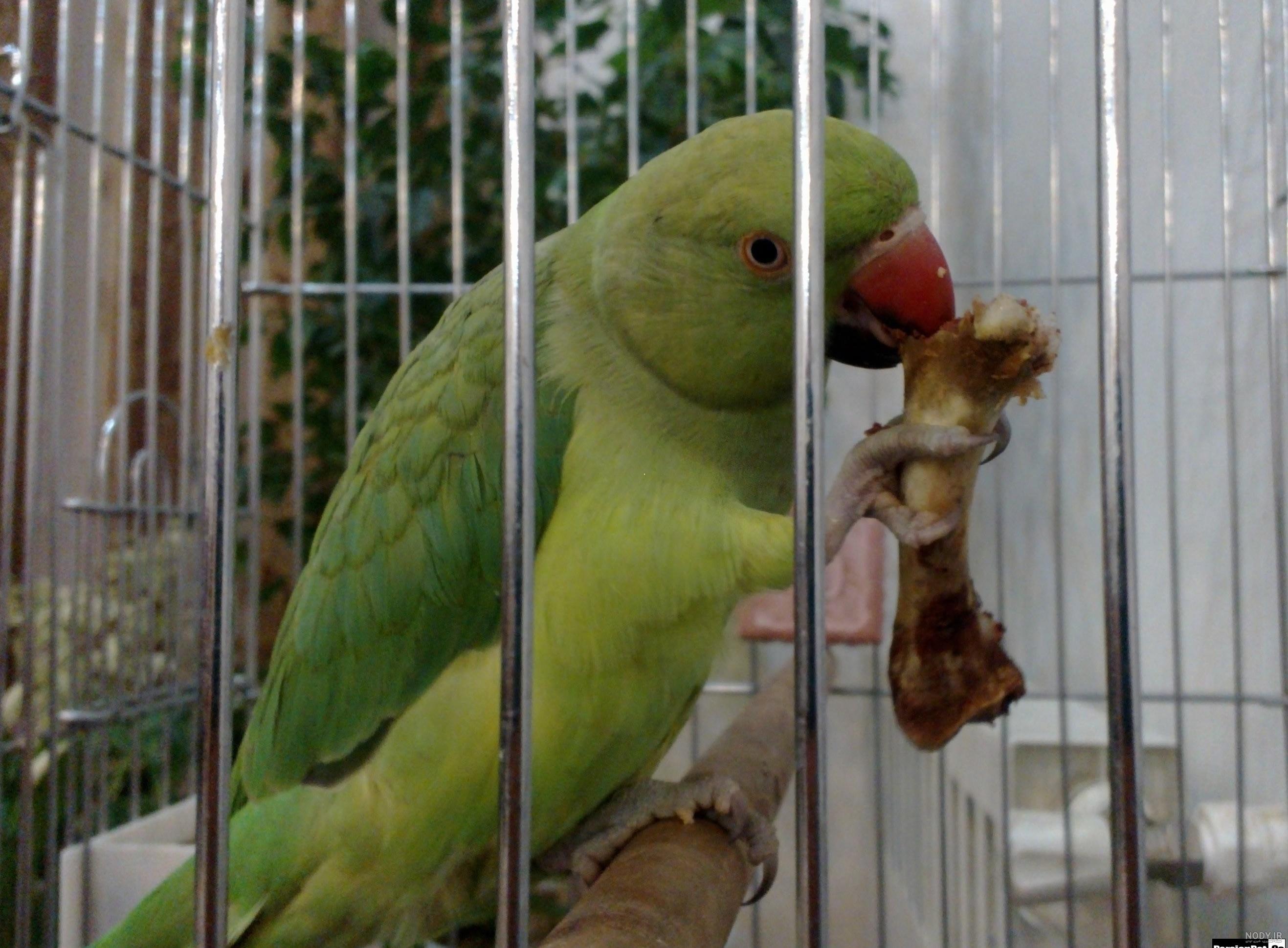 عکس طوطی در خانه