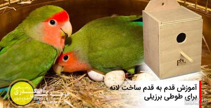 عکس طوطی در منزل عکس طوطی در منزل