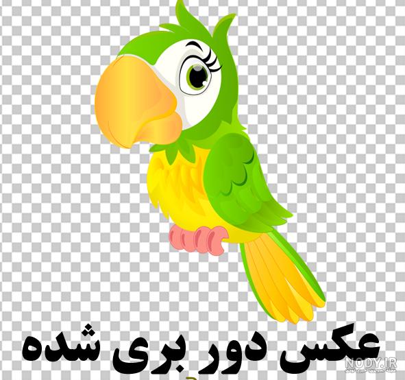 عکس طوطی سخنگو خانگی عکس طوطی سخنگو خانگی
