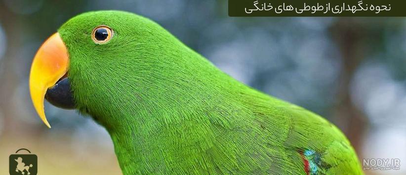 عکس طوطی قرمز عکس طوطی قرمز
