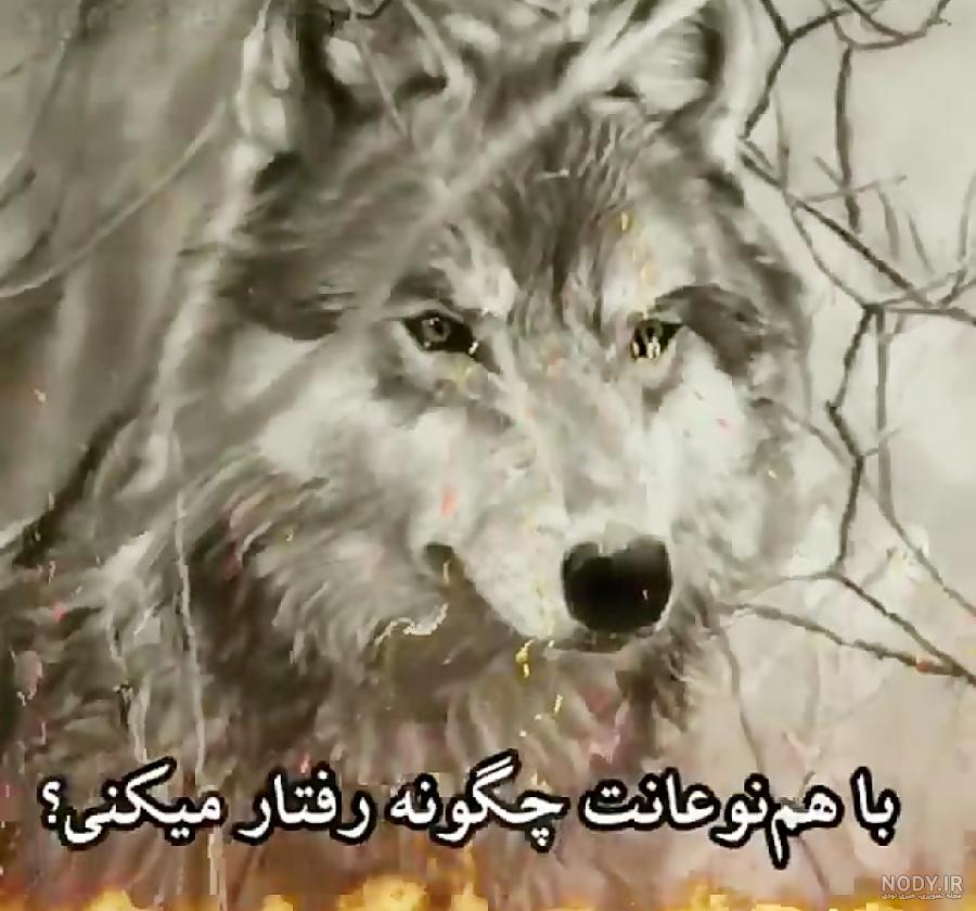 عکس گرگ برای تصویر زمینه عکس گرگ برای تصویر زمینه