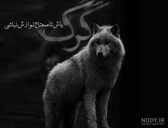 عکس گرگ برای تصویر زمینه کامپیوتر عکس گرگ برای تصویر زمینه کامپیوتر