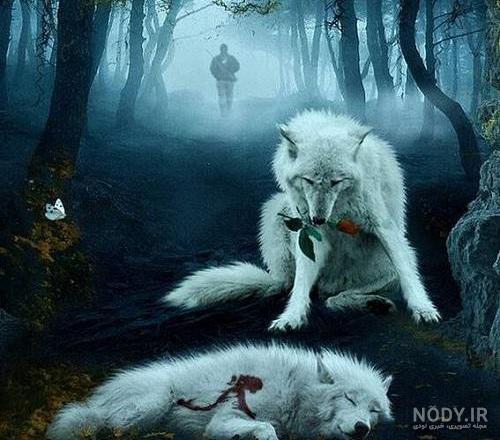 عکس گرگ وحشی سیاه عکس گرگ وحشی سیاه