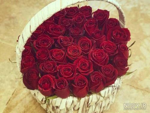 عکس گل رز زرد عکس گل رز زرد