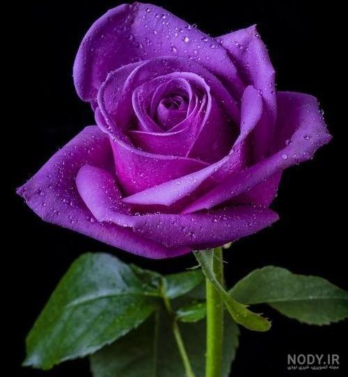 عکس گل رز زرد عکس گل رز زرد