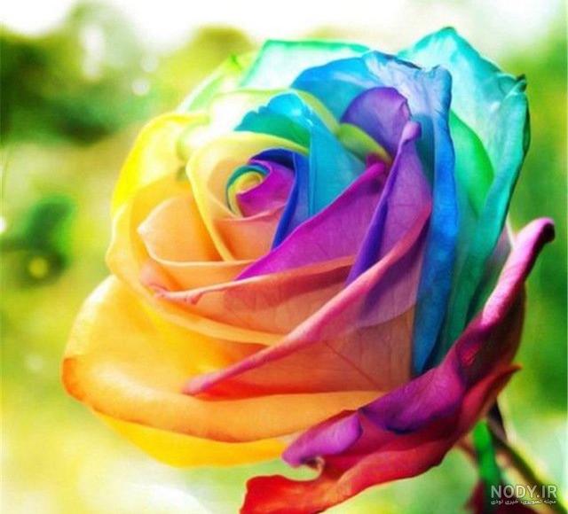 عکس گل رز قرمز عاشقانه عکس گل رز قرمز عاشقانه