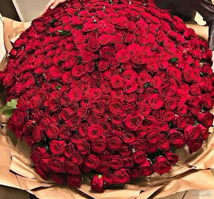 عکس گل رز لاکچری