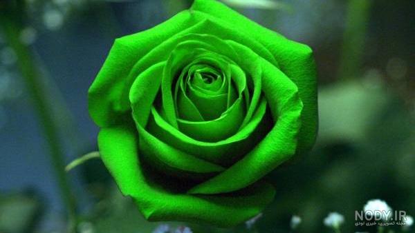 عکس گل رز همه رنگه عکس گل رز همه رنگه