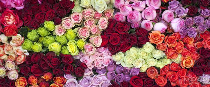 عکس گل رز همه رنگ