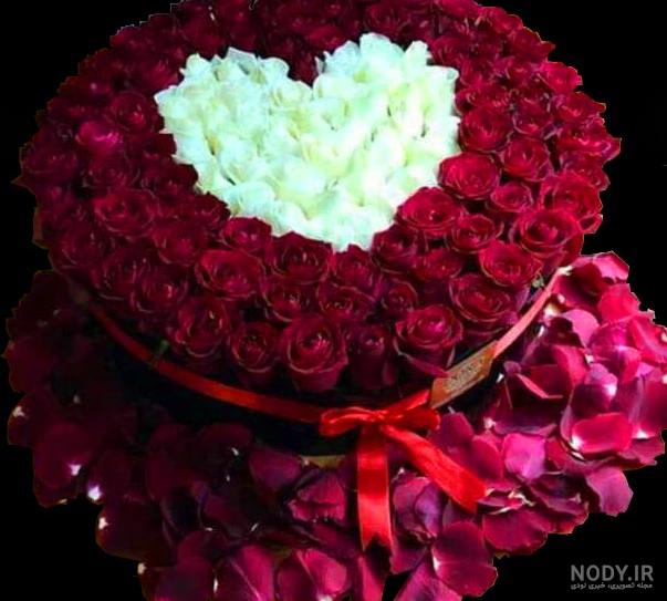 عکس گل سرخ لاکچری عکس گل سرخ لاکچری