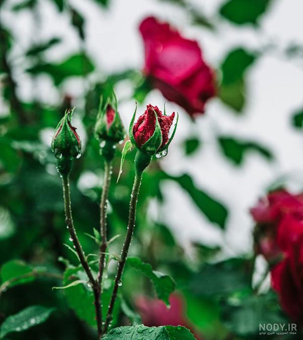 عکس گل شبنم یخی عکس گل شبنم یخی