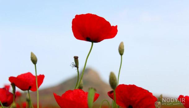 عکس گل شقایق آبی عکس گل شقایق آبی