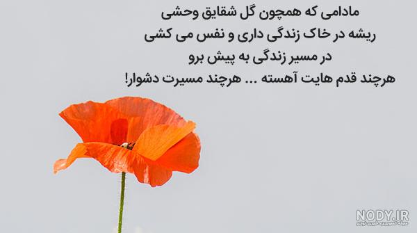 عکس گل شقایق با متن عکس گل شقایق با متن
