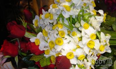 عکس گل نرگس برای پروفایل واتساپ عکس گل نرگس برای پروفایل واتساپ