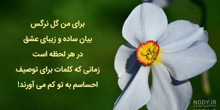 عکس گل نرگس در ماشین عکس گل نرگس در ماشین