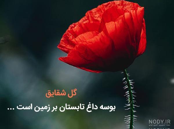 عکس گل نیلوفر عکس گل نیلوفر