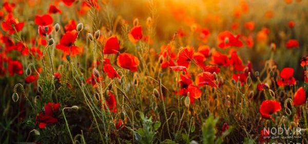 عکس گل های زیبای جهان عکس گل های زیبای جهان