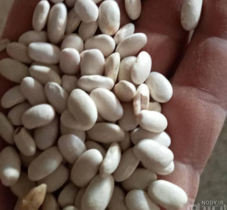فواید لوبیا سفید فواید لوبیا سفید