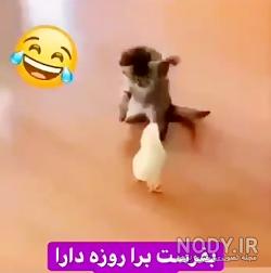 کار های خنده دار گربه ها