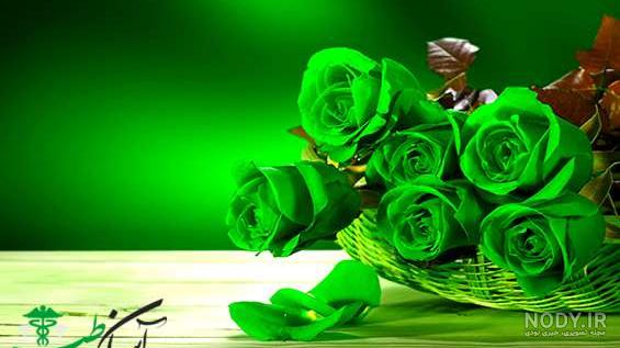 گل رز زرد هلندی گل رز زرد هلندی