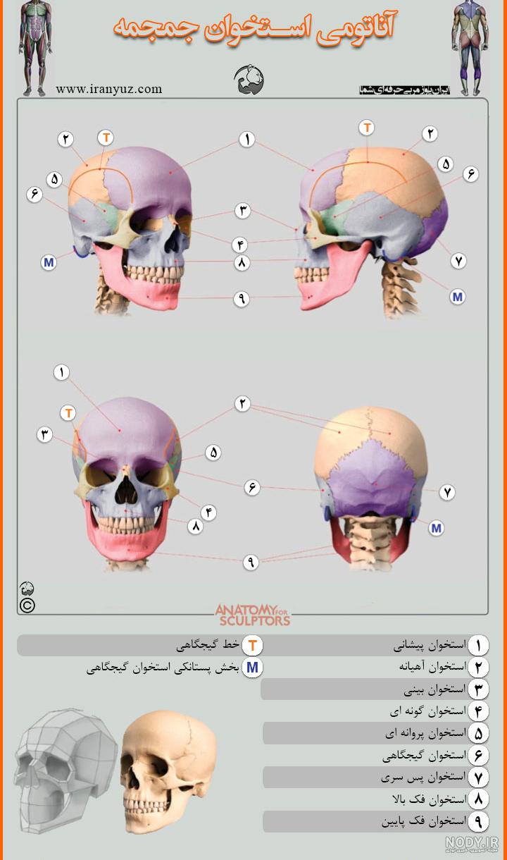 دانلود آناتومی بدن انسان به زبان فارسی برای اندروید