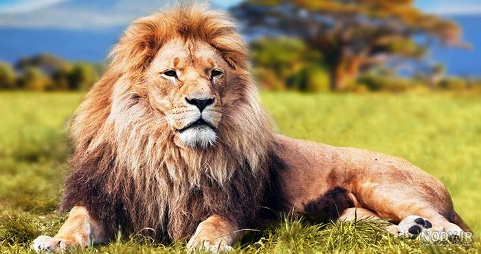 عکس اسب آبی واقعی