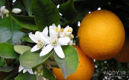 عکس بهار نارنج برای پروفایل