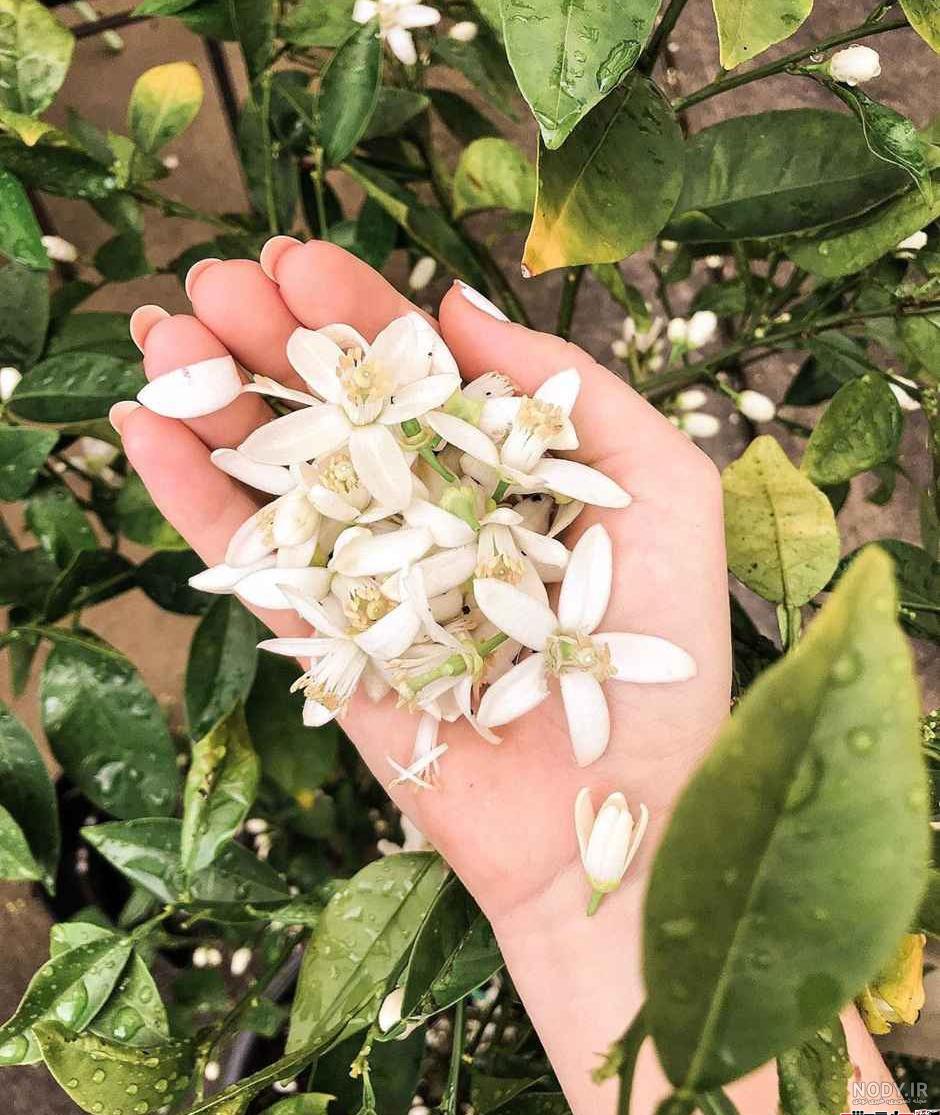 عکس بهار نارنج خشک شده