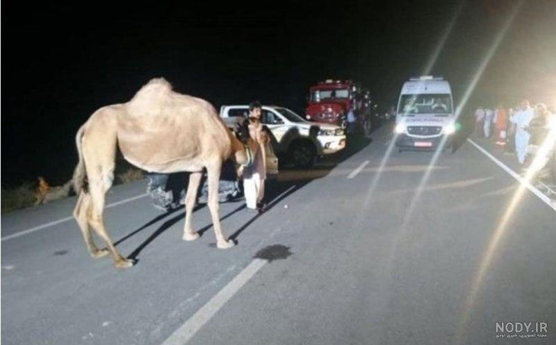 عکس تصادف با شتر عکس تصادف با شتر