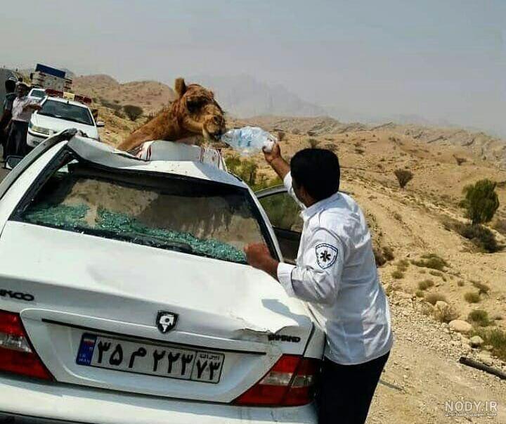 عکس تصادف شتر عکس تصادف شتر