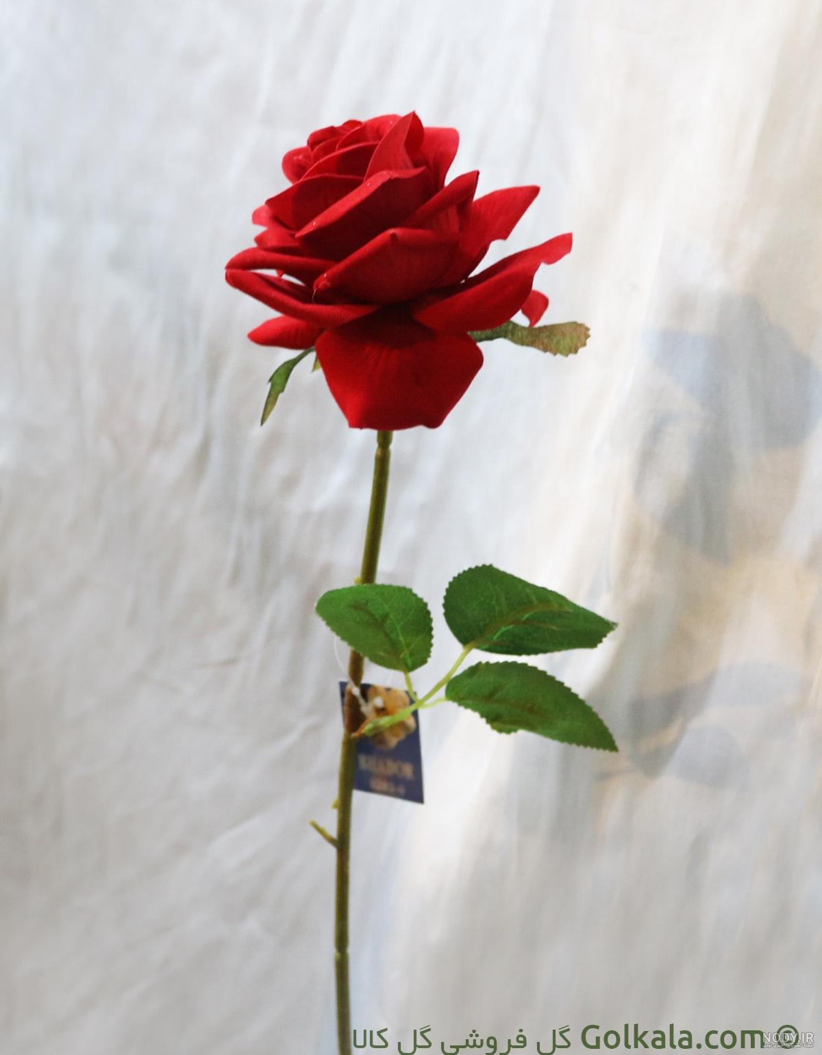 عکس شاخه گل رز سیاه عکس شاخه گل رز سیاه
