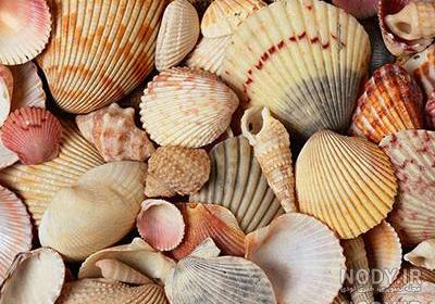 عکس صدف دریایی واقعی عکس صدف دریایی واقعی