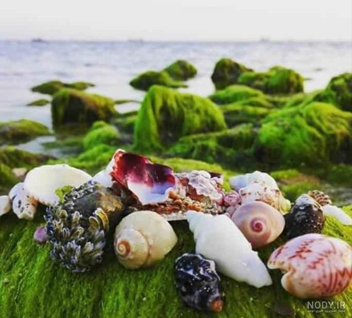 عکس صدف زیبا عکس صدف زیبا