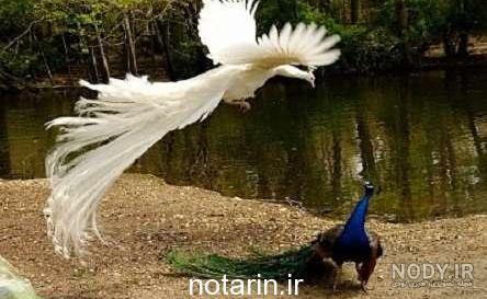 عکس طاووس سفید بسیار زیبا