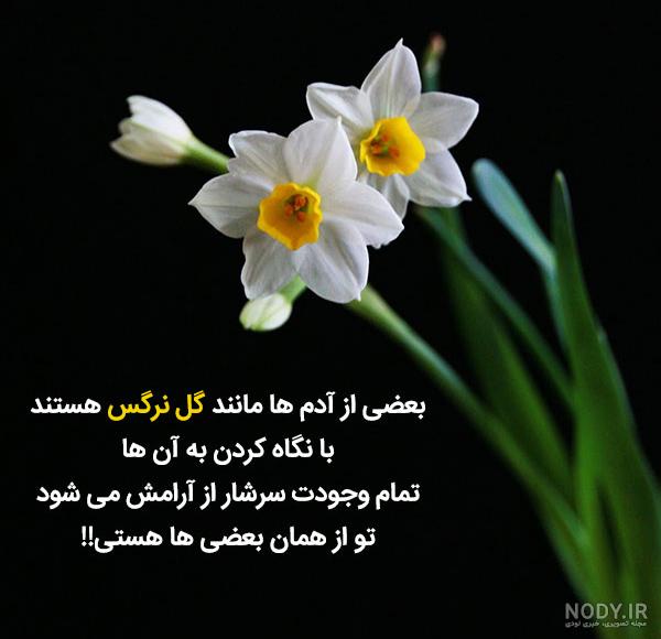 عکس نوشته روی گل نرگس