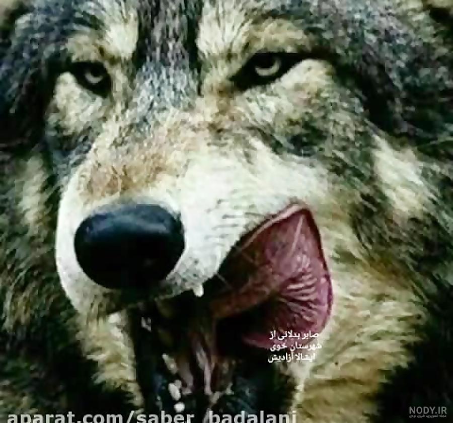 عکس های صابر بدلانی عکس های صابر بدلانی