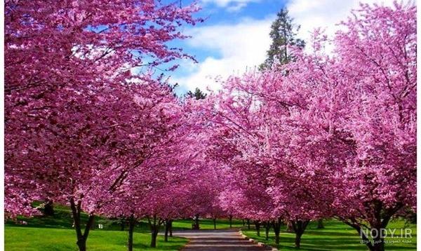 عکس های متحرک بهاری