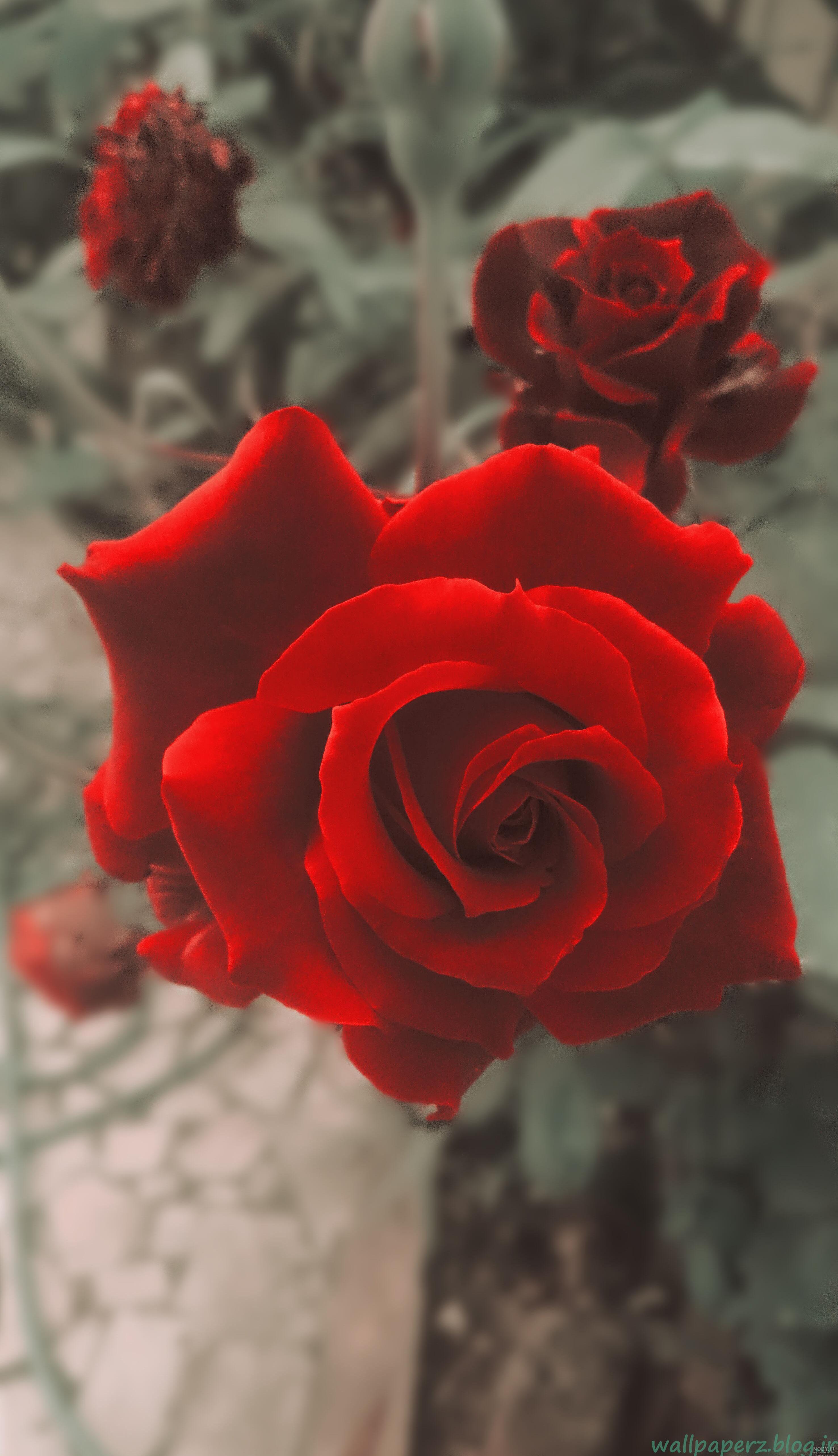 عکس پروفایل خفن گل رز