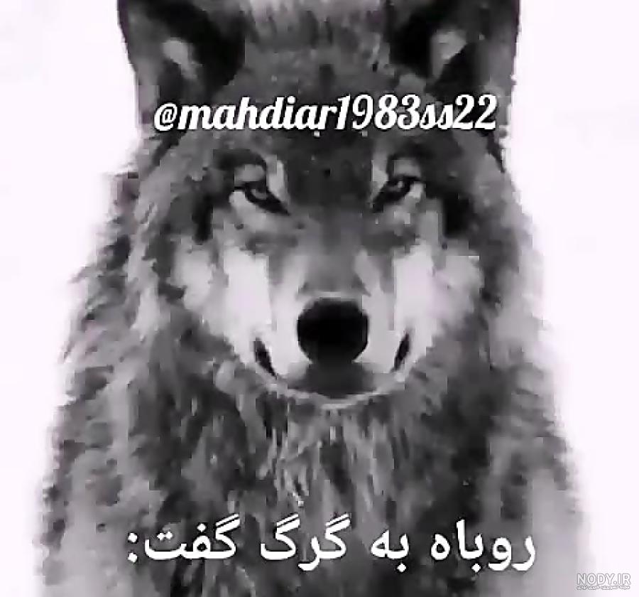 عکس گرگ با نوشته خفن عکس گرگ با نوشته خفن